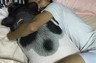 一个人抱着猪睡觉的图片（跟猪一样睡觉的图片）