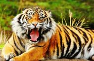 老虎最怕的十二种动物（老虎最怕的五种动物）