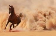 最快的马一天能跑多少公里（马一个小时最快能跑多少公里）