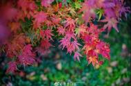 南京栖霞山的红叶有哪几种（南京栖霞山观赏红叶12月）