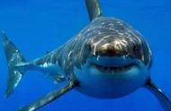 为什么海豚最怕鲨鱼（亲身经历鲨鱼怕海豚吗）
