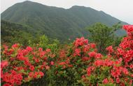 野生映山红挖回家种植犯法吗（山上刚挖的映山红可以直接栽吗）