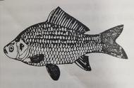 鱼的胸鳍和腹鳍分别是哪些（鱼的背鳍和胸鳍的结构）