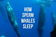 鲸在水里怎样睡觉（鲸鱼在水里睡觉不会憋死吗）