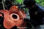 世界上最大的大王花有多大（世界上最大的大王花图片）