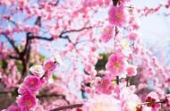 春暖花开和静待花开是什么意思（用心灌溉静待花开是什么意思）