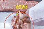 病猪肉怎样区分图片（病猪肉与鲜猪肉辨别图片）