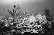 珊瑚是活的吗照片（珊瑚到底是不是活的）