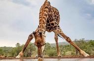 最高的长颈鹿有多高（最高长颈鹿高多少米）