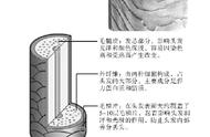 锡纸烫必须软化吗（锡纸烫怎么知道软化好没有）