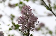 什么样的丁香花（丁香花是长什么样子）