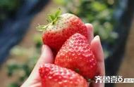 一年一度摘草莓季节开始了（6月份是摘草莓季节吗）