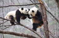熊猫与山民的感想（棕熊白熊和熊猫的故事中文版）