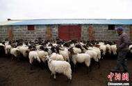 青海省畜牧业比重大的原因（青海畜牧业现状）