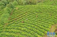 隆林茶叶种植有利条件（茶叶种植需要的地形条件有哪些）