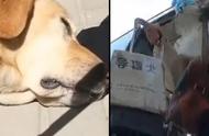 导盲犬哭反映了什么（导盲犬落泪你有什么建议）