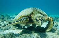 海龟玳瑁几级保护（保护玳瑁海龟的措施）