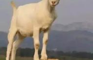 波尔山羊长到25斤要多少天（波尔山羊七个月长多少斤）