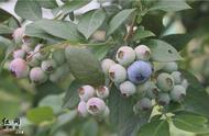 湖南种植蓝莓品种（湖南种植蓝莓应该选哪个品种）