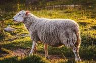 产仔率高的羊品种都有哪些（最好多胎的品种羊）