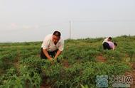 半坡人种植什么农作物好（半坡人以什么种植为主）