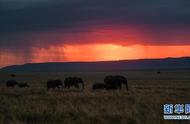 非洲象有多大（猛犸象和非洲象哪个大）