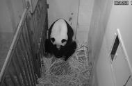 熊猫生产幼崽全部过程国外（熊猫抵达国外视频大全）