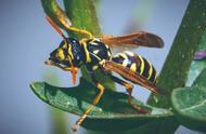 昆虫记中黄蜂吃什么食物（昆虫记中黄蜂的外号和习性）