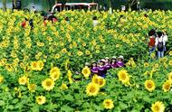 武汉森林公园向日葵（武汉最大的向日葵花海在哪里）