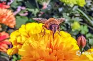 蜜蜂为什么在花间飞舞（为什么蜜蜂飞到哪里都会回到远处）
