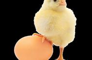 土鸡蛋的营养和功效（一天吃几个鸡蛋合适）