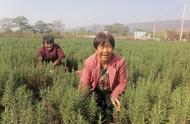 迷迭香一亩利润（迷迭香种植成本利润分析）