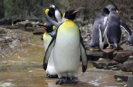 为什么人工养的帝企鹅能活到50岁（为什么人工饲养帝企鹅寿命比较长）