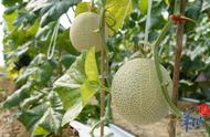 日本甜蜜瓜栽培技术（蜜瓜的种植方法和步骤）