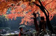 上海银杏树红枫最多的公园（上海哪里枫叶和银杏最漂亮）