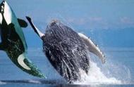 座头鲸图片（座头鲸为什么和虎鲸过不去）