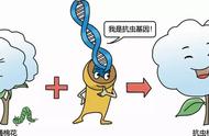 什么是转基因和非转基因（食用油转基因好还是非转基因好）