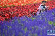 广州花海公园地址在哪里（广州花海基地在哪里）