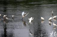 在河里能生活的鸟是什么鸟（河里一般都有啥鸟）