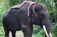 骑大象的正确姿势（大象的正确站立方法）