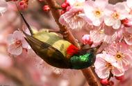 鸟语花香是什么季节的四字词语（鸟语花香可以形容成春天吗）