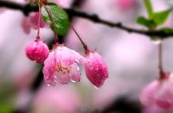 春雨有哪些颜色呢（春雨有什么样的特征）