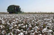 种植棉花的有利气候条件（北方种棉花的气候条件）