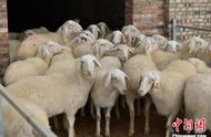 一个大棚能养多少只羊（一个平方米能养多少羊）