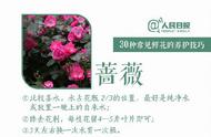 种花知识大全与技巧（种花知识大全与技巧图片）