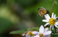 常见的蜂是什么蜂（在路上的蜂一般是什么蜂）