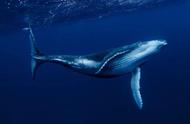 鲸鱼是恒温动物吗（哺乳动物都是恒温动物吗）