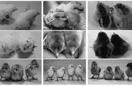 动物细胞核移植技术基本过程（动物细胞培养和核移植过程）