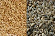 青稞和大麦的区别（青稞图片）