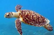 海龟是世界保护动物吗（海龟为什么是保护动物）